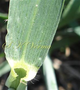  Base of leaf blade